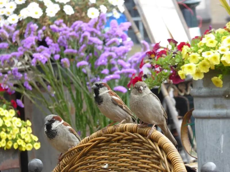 Tre passeri posati vicini sullo schienale di vimini di una sedia, fra i fiori
