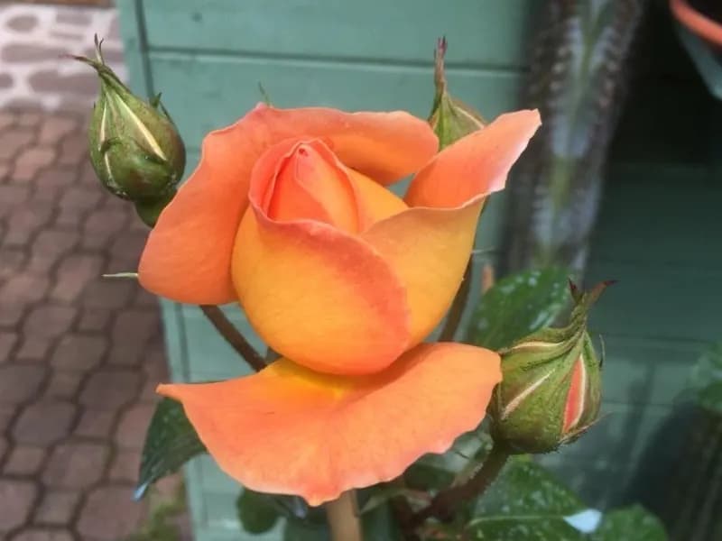 Una rosa arancione appena schiusa, con i boccioli accanto, davanti a un’assito verde