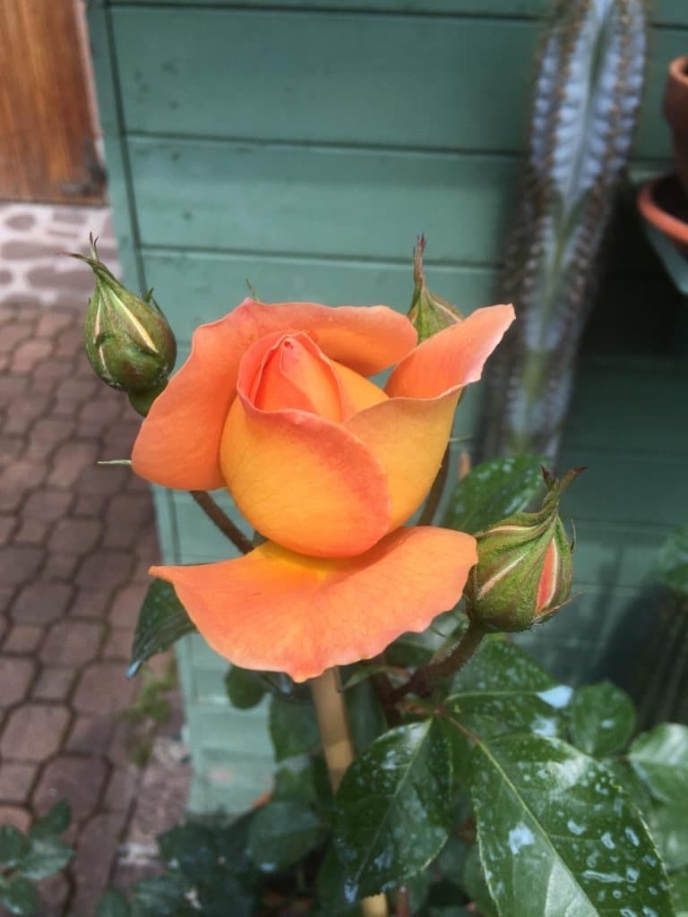 Una rosa arancione appena schiusa, con i boccioli accanto, davanti a un’assito verde